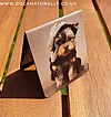 Yorshire Terrier Magnetic Page Marker (Maxwell) Rachael Hale Bookmark